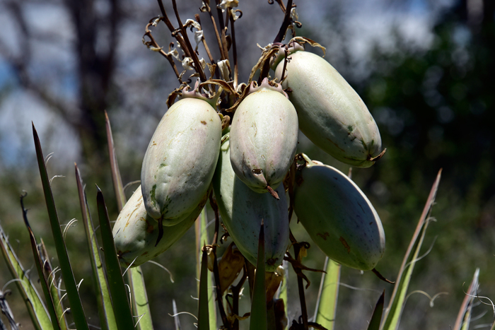 Banana Yucca is one of the most important resources for southwestern North American indigenous peoples. Almost all parts of Banana Yuccas are used including stalks, leaves, flowers, fruits and roots. Yucca baccata Banana Yucca is one of the most important resources for southwestern North American indigenous peoples. Almost all parts of Banana Yuccas are used including stalks, leaves, flowers, fruits and roots. Yucca baccata